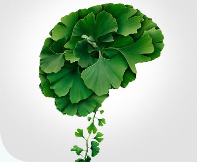 Ginkgo Biloba