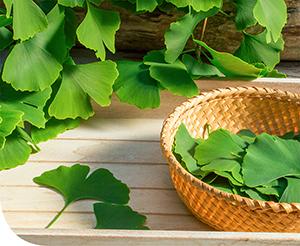 Ginkgo biloba