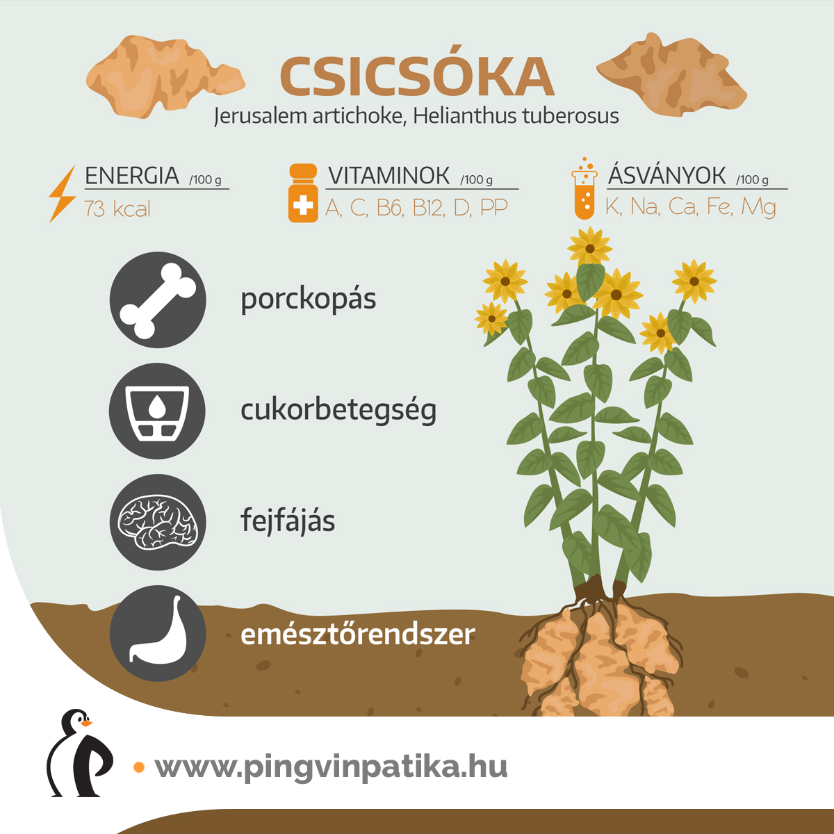 A csicsóka élettani hatásai