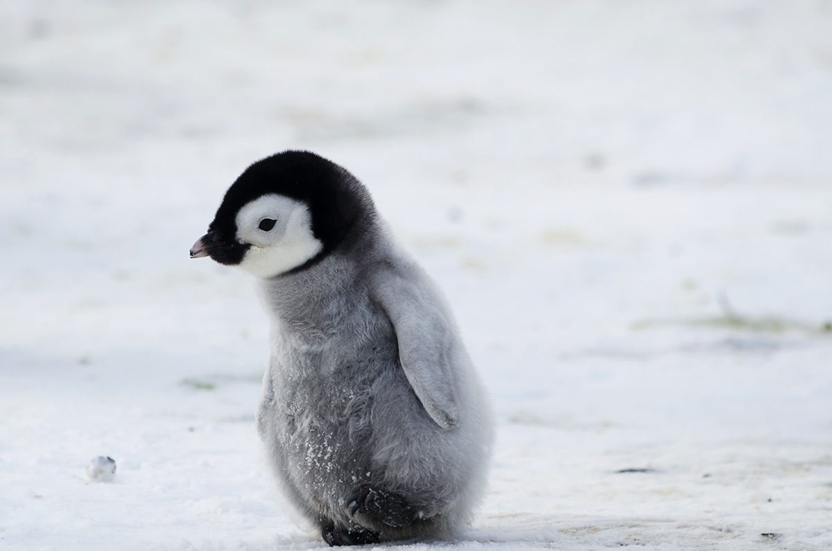 Január 20-a a Pingvin tudatosság napja